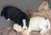 Adorables chiots