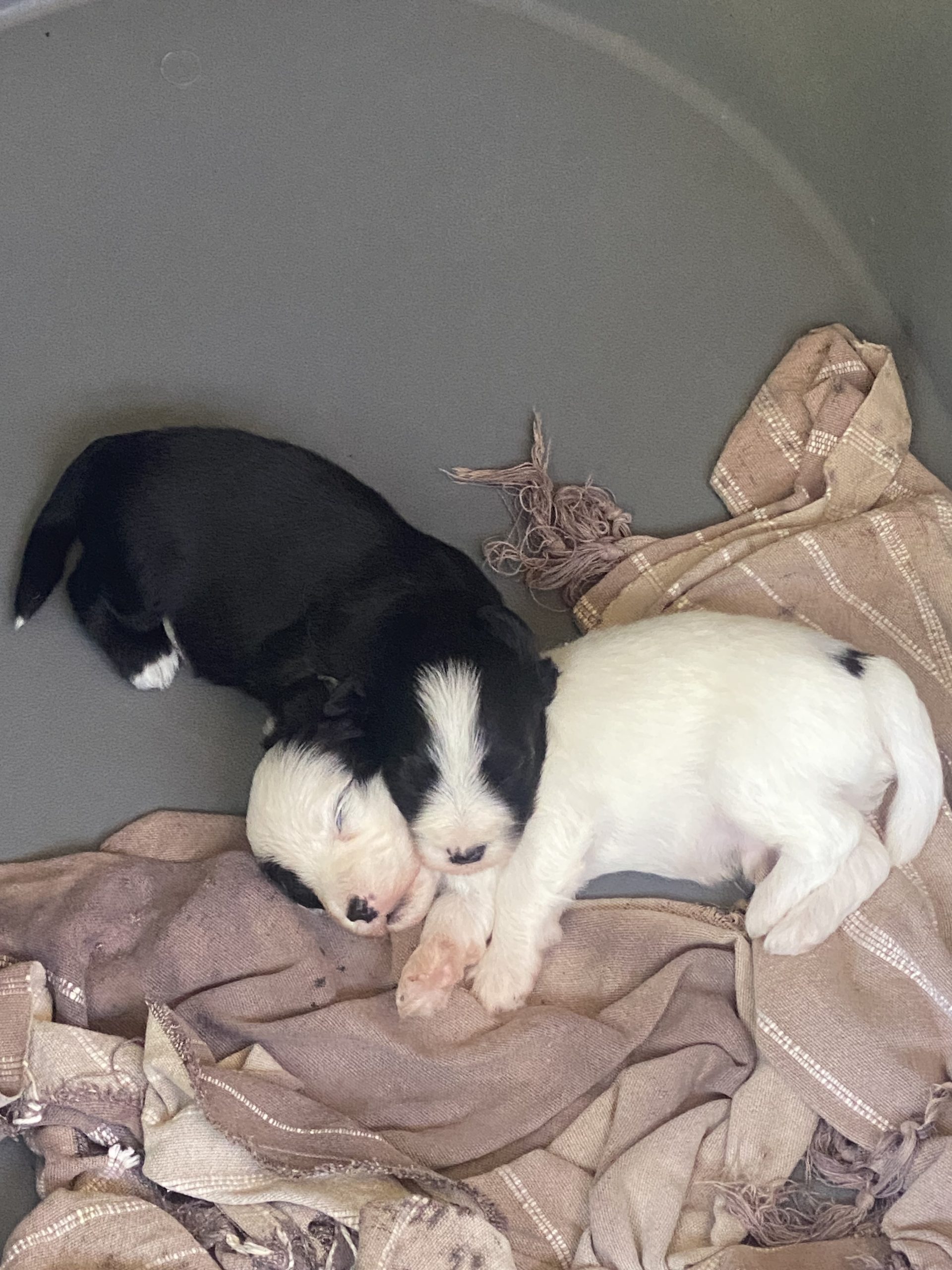Adorables chiots