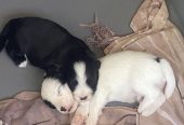 Adorables chiots