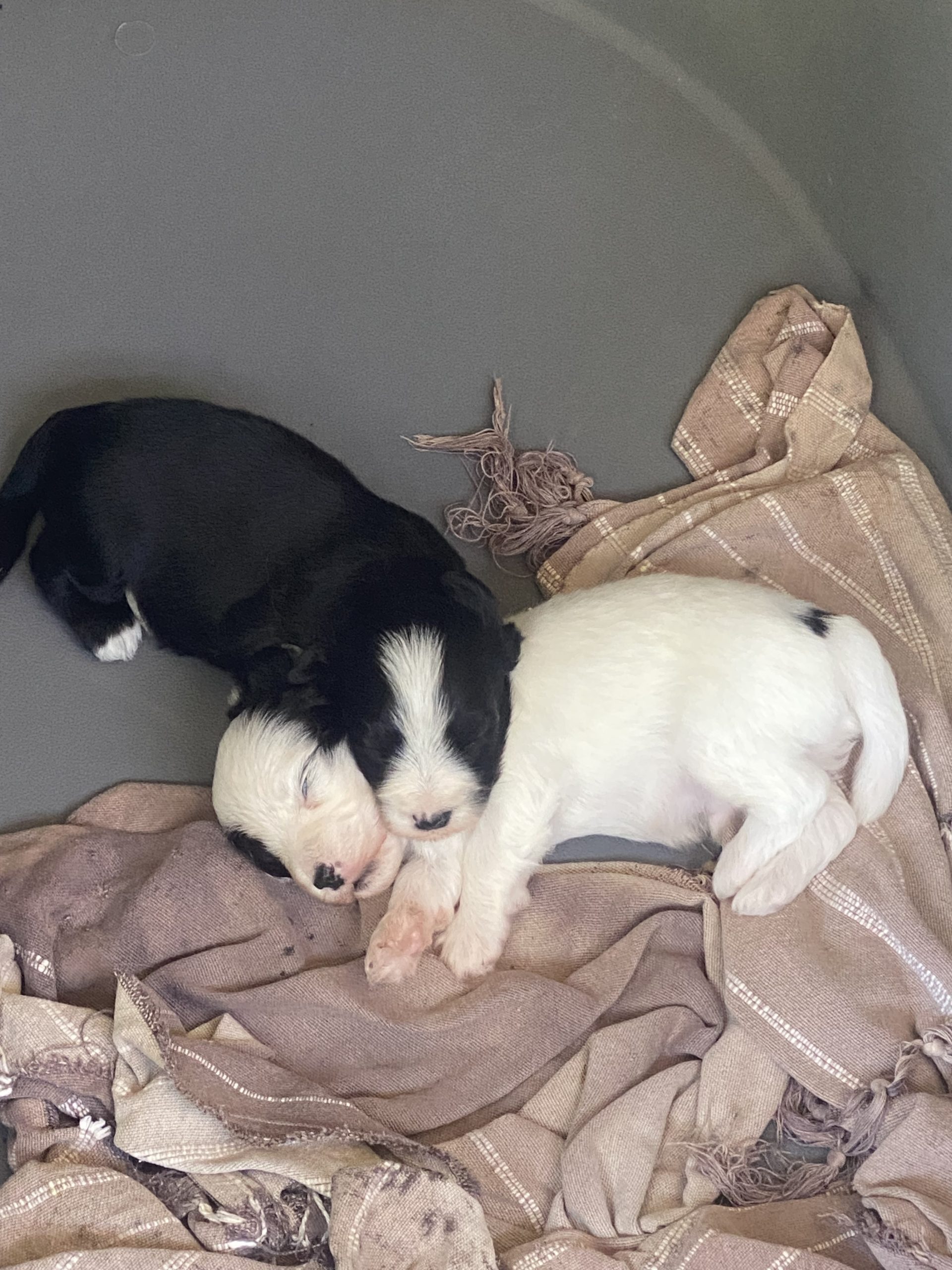 Adorables chiots