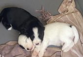 Adorables chiots
