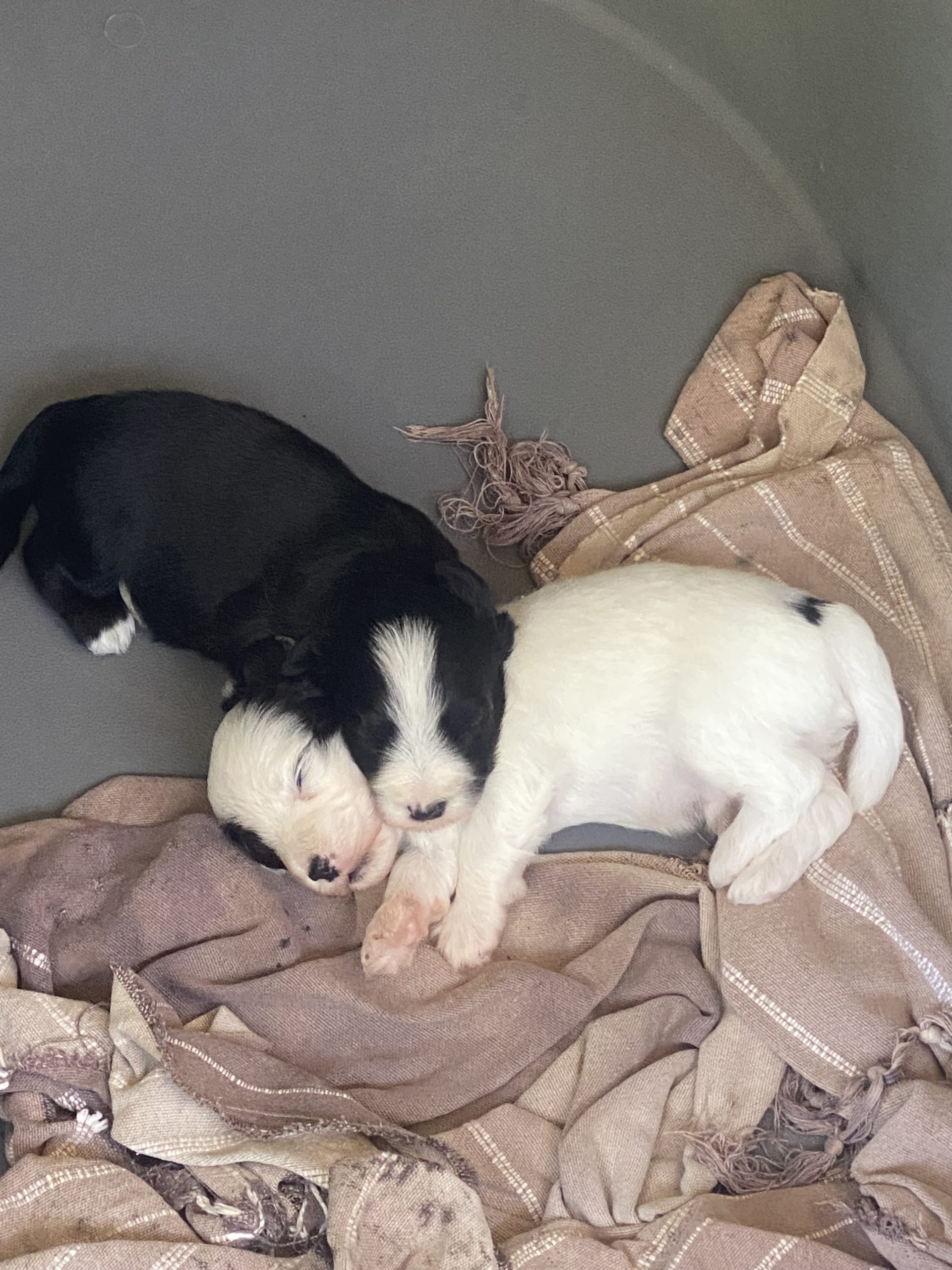 Adorables chiots
