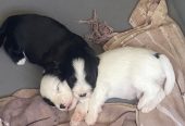 Adorables chiots