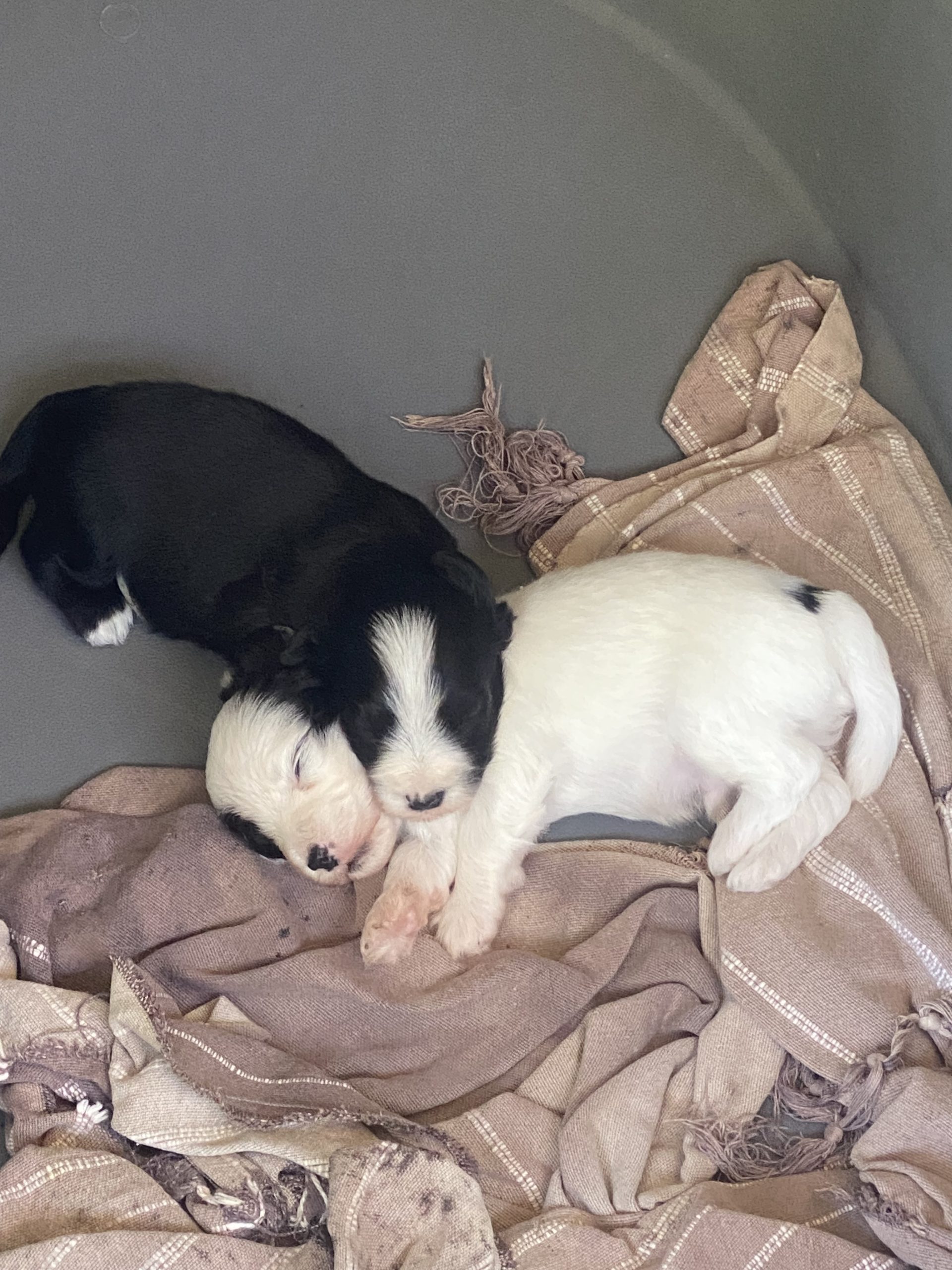 Adorables chiots